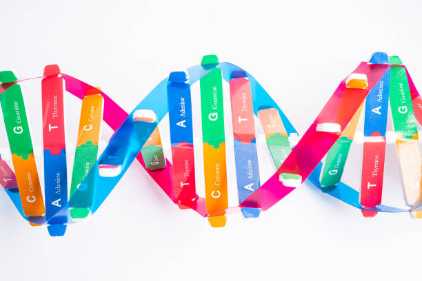 Frazeologizmų ir idiomų žodynai vertėjams